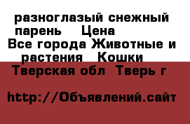 разноглазый снежный парень. › Цена ­ 10 000 - Все города Животные и растения » Кошки   . Тверская обл.,Тверь г.